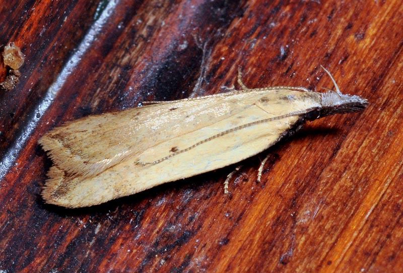 1° Gelechiidae - Dichomeris limosellus